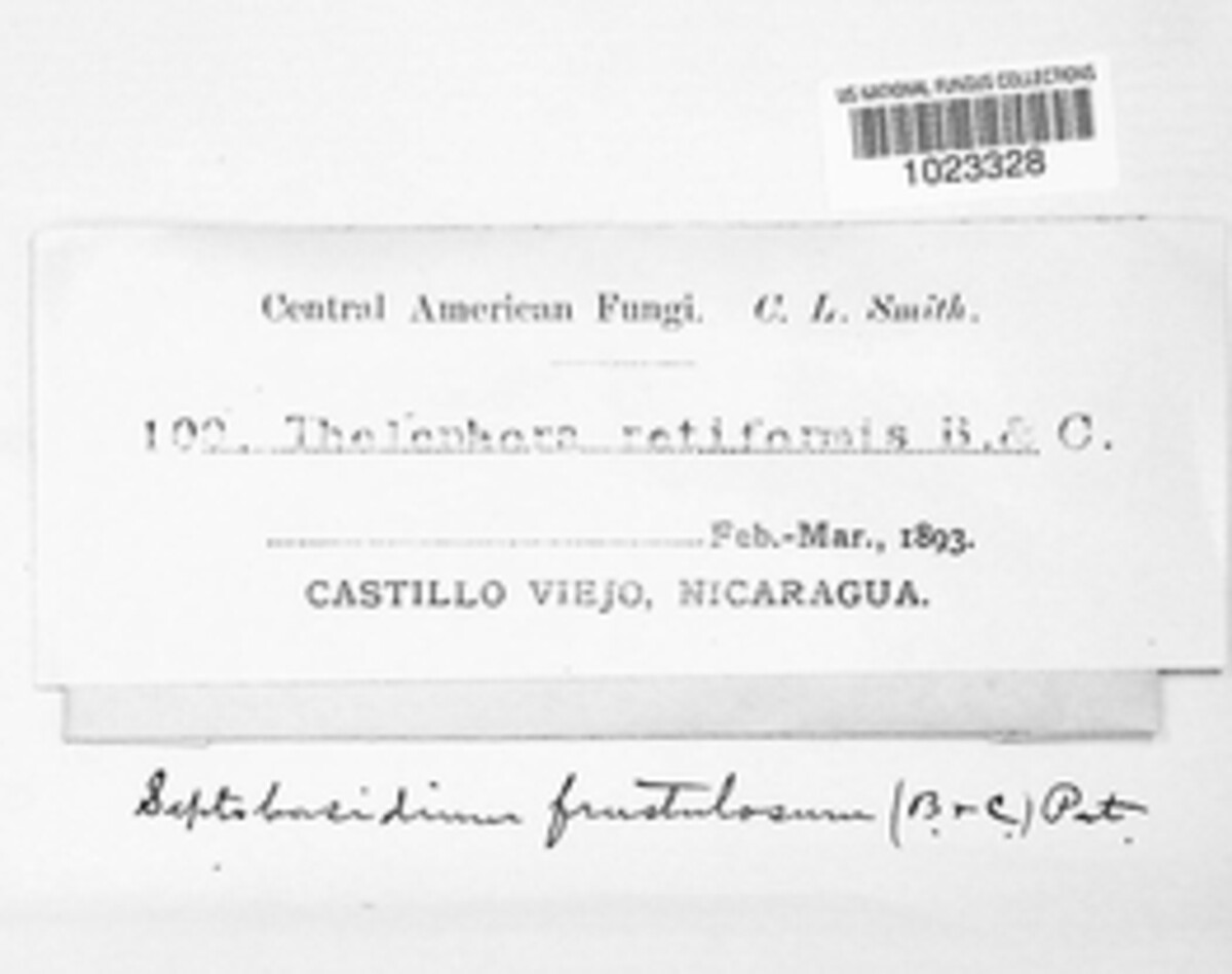Septobasidium retiforme image